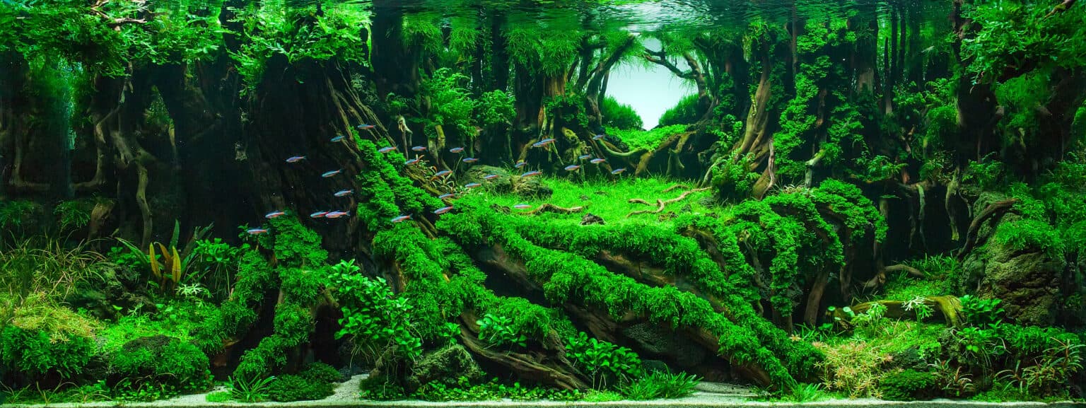 Aquatic plant Malaysia wholesale supplier farm greenhouse